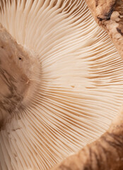 Obraz premium Narrow focus, closeup of a shimeji mushroom