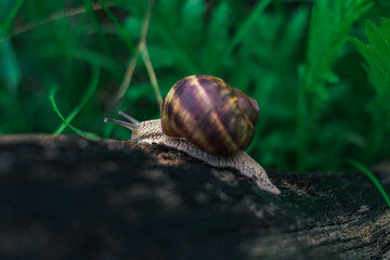 snail on a leaf