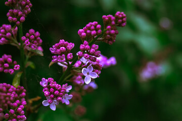 close up of a purple flower
