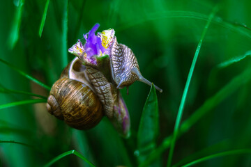 snail on a green leaf