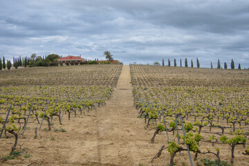 Fototapeta na wymiar Visit to a beautiful vineyard in Andalusia near the city of Jérez, Spain