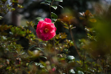Obraz premium Pink Camellia sasanqua flower and green leaves.