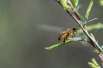 Closeup photo of a Fuzzy Honeybee on a green plant