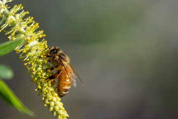 Close up of a honeybee on a yellow flower