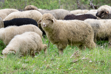 Sheep on a mountain pasture.