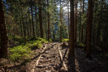 A forest in the Western Tatras in the afternoon. Myslenickie Turnie nearby.