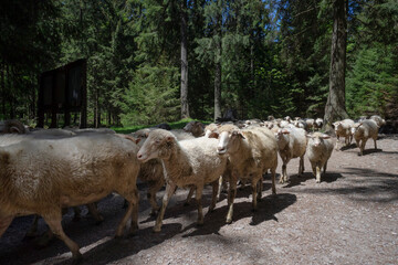 Sheep herd on the way to the pasture.