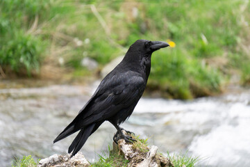 Raven (Corvus corax) in the Tatra Mountains.