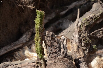 Preparation of a hugelkultur flowerbed