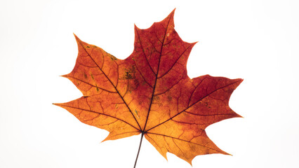 Naklejka na ściany i meble MAPLE - Colorful autumn leaf