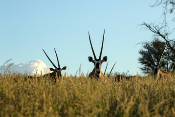 Gemsbok or South Africa Oryx in the Kgalagadi