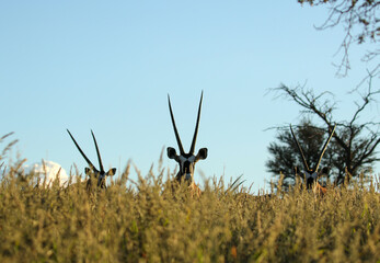 Gemsbok or South Africa Oryx in the Kgalagadi