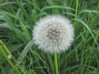 Blooming dandelion in the grass