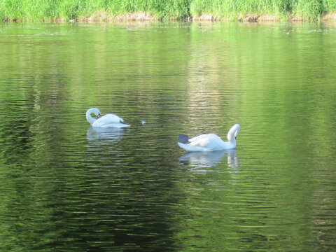 Three swans floating on the river, wild animals