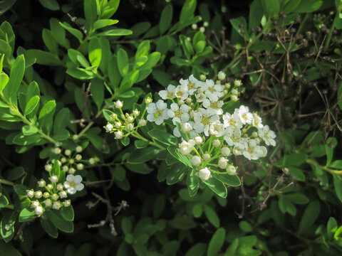White flowering shrub, nature background