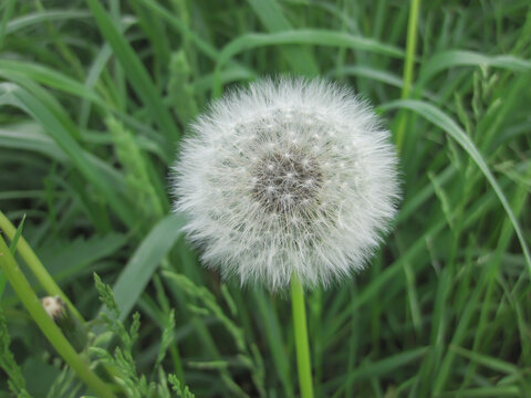 Blooming dandelion in the grass