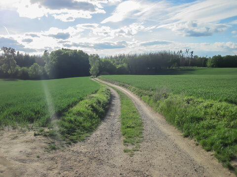 Road leading through the fields to the forest
