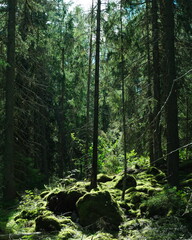 pine forest in the morning