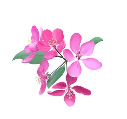 Cherry blossom branch with blooming pink Sakura flower. Realistic watercolor cherry flower. Sakura blossom with cherry flower. Sakura branch on white background.