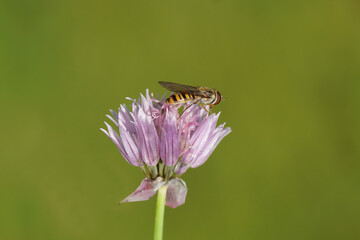 Close up marmalade fly (Episyrphus balteatus), family hoverflies (Syrphidae) on purple flower of Chives (Allium schoenoprasum), family Amaryllidaceae. Spring in a Dutch garden