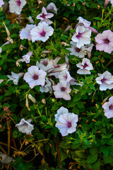 Vibrant white and pink petunia - surfinia flowers