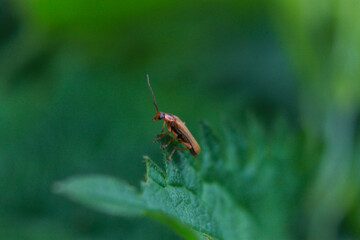 macro