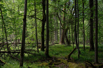 Fototapeta premium Rich deciduous forest in springtime light