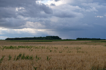 Rye field in sunset light