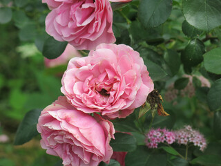 delicate pink roses bloom on the bush in summer
