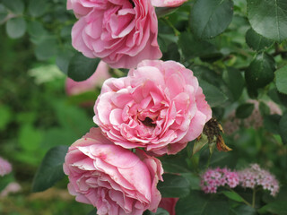 delicate pink roses bloom on the bush in summer