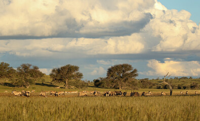 Fototapeta na wymiar Gemsbok herd and Springbok herd in the Kgalagadi