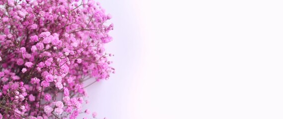 Pink gypsophila flowers on a white background. Background for a greeting card.
