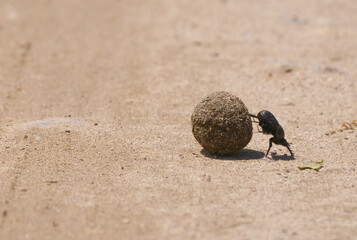 Dung beetle rolling the dung ball on sand in Karacabey Longoz, Turkey.
