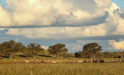 Gemsbok herd and Springbok herd in the Kgalagadi