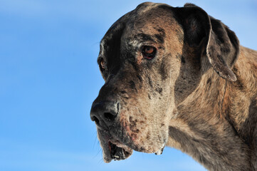 portrait of a Great Dane dog head against blue sky