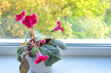 A beautiful indoor flower with silvery dark green leaves on the window of the house in the rays of...