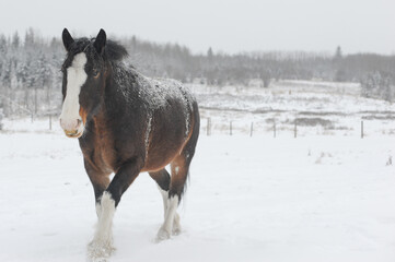 close up of Clydesdale horse walking in pasture on winter snow day
