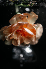 beautiful yellow flower in bubbling water on a black background