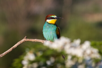 beautiful bird of paradise sits on a flowering branch