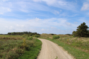 Fototapeta na wymiar North Sea Cycle Route leading through lush green fields in Jutland, Denmark