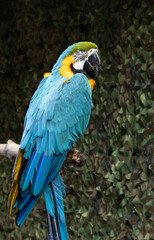 blue and yellow macaw