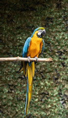 blue and yellow macaw