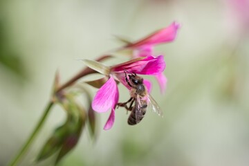 bee on flower