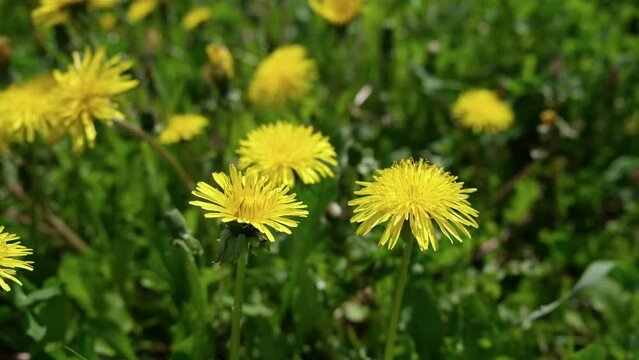 Bright yellow dandelion flowers sway in a light breeze, against a blurry background of a field of dandelions. The onset of spring, sunny flowers, natural background.