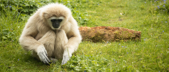 Human emotions in the zoo