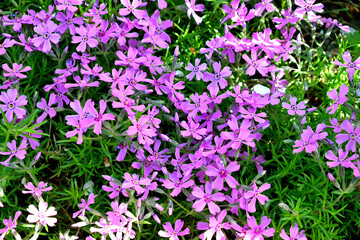 Fototapeta premium small lilac flowers of the phlox, close-up, as a texture for the background