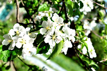 blossoming branch of an apple tree in the sun, close-up as a texture for a background