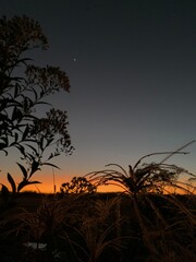 sunset over the field