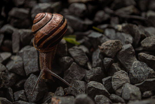snail on a tree
