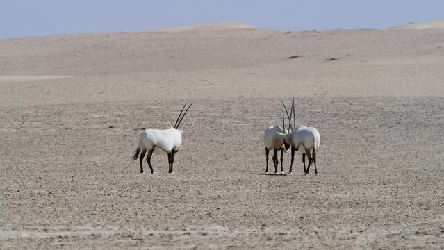 Small Group of Arabian Oryxes seen the Desert, Middle East, Arabian Peninsula